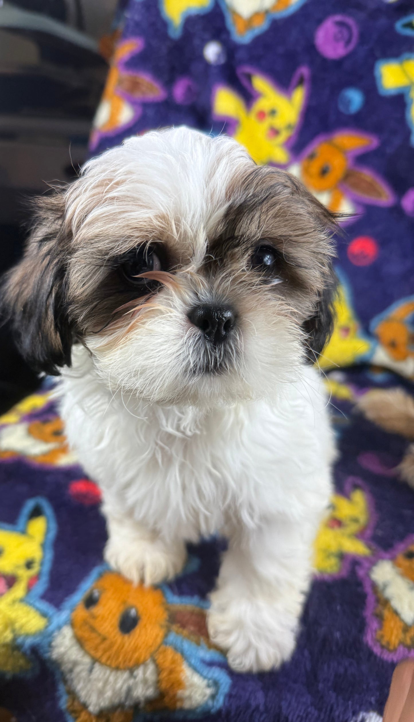 Chunks – Female Shih Tzu