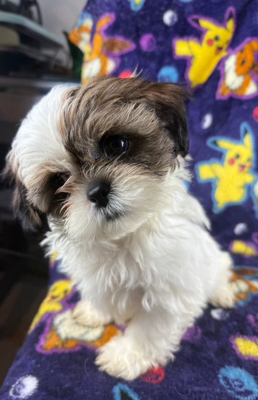 Chunks – Female Shih Tzu