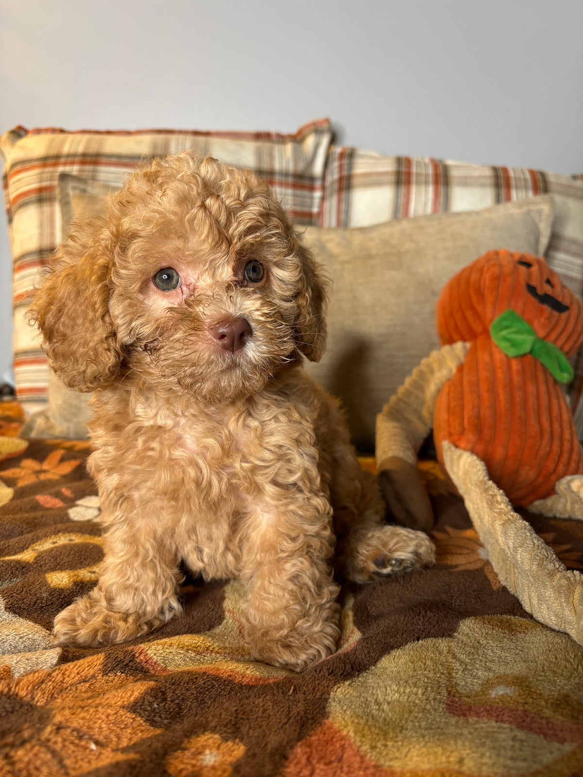 King - Toy Poodle