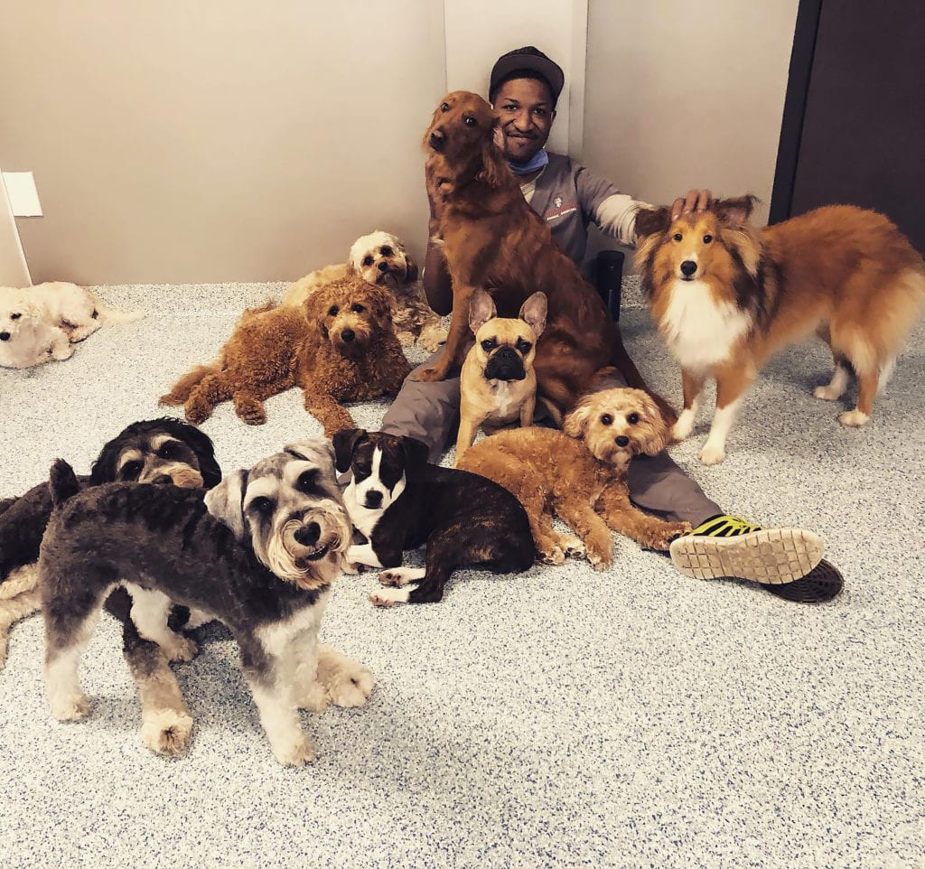 Doggy Daycare