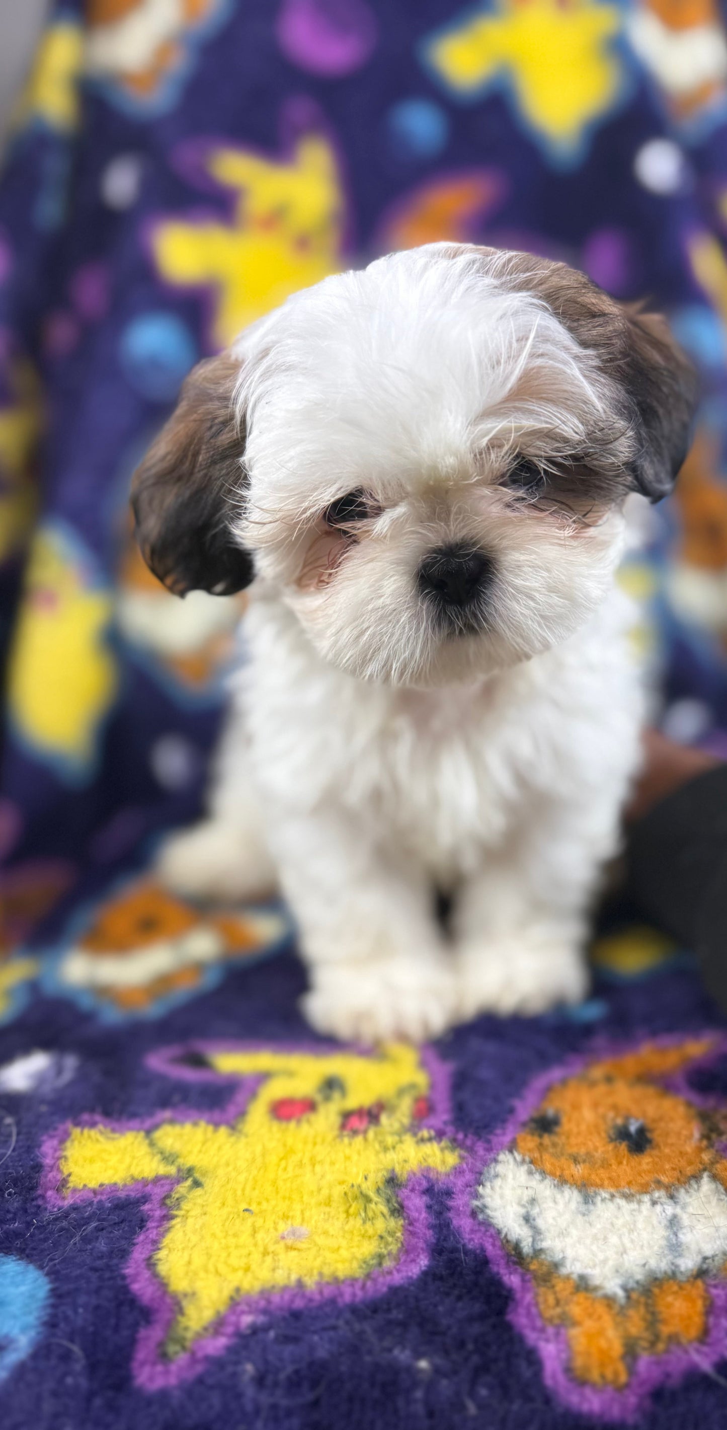 Keyu– Male Shih Tzu