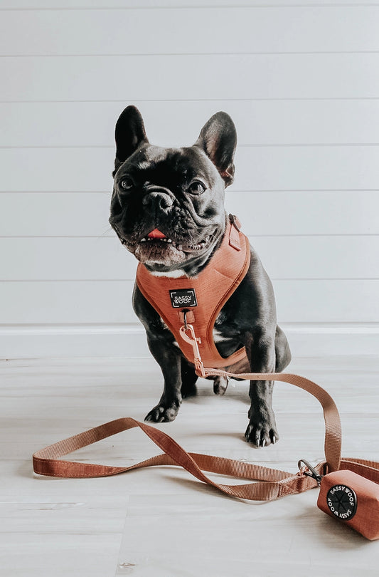 Brown Dog Leash