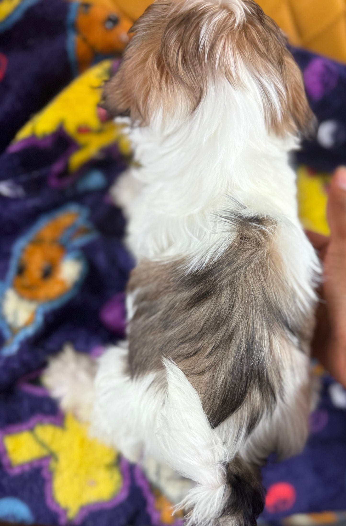 Scooter – Male Shih Tzu