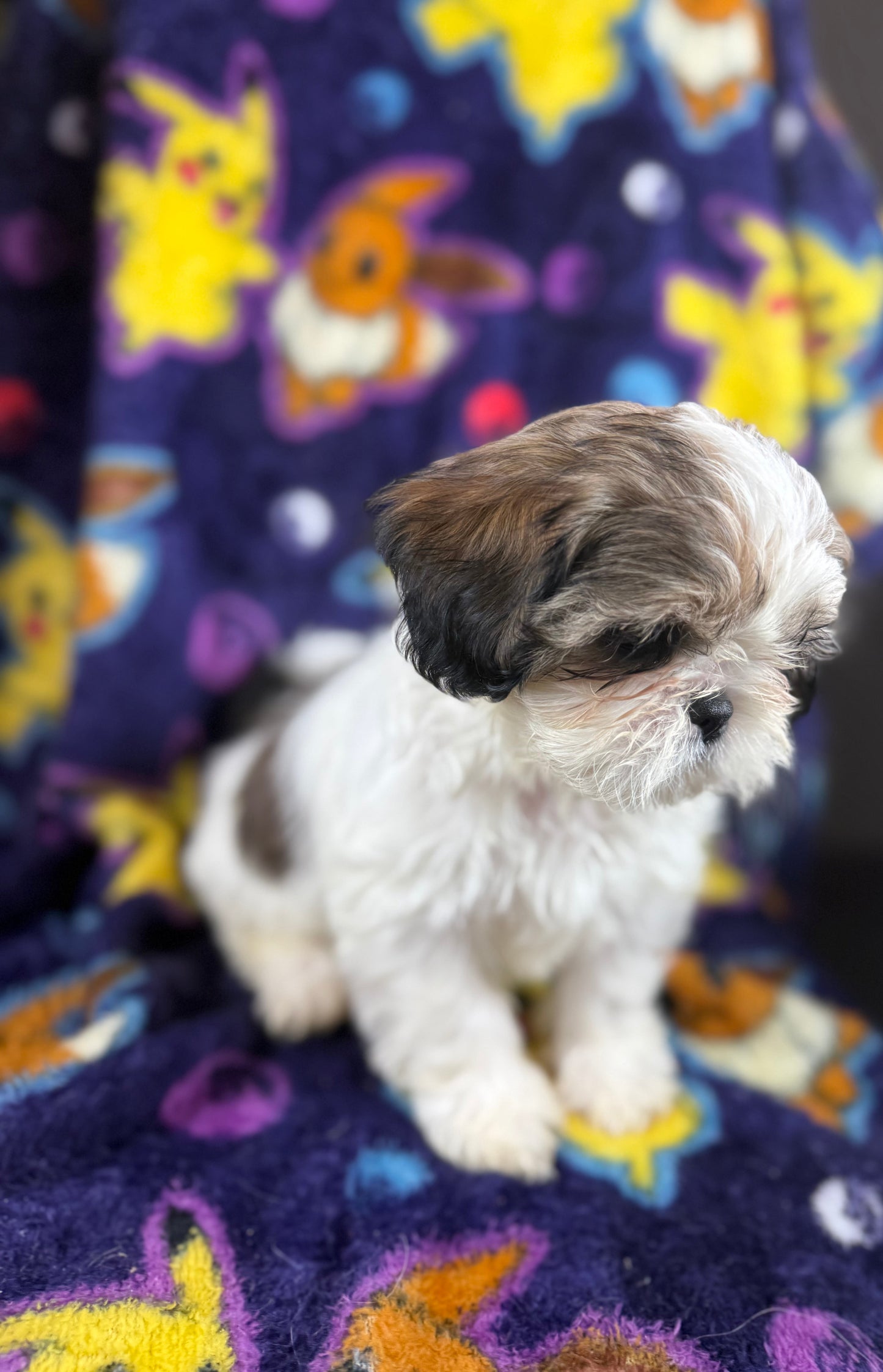 Scooter – Male Shih Tzu