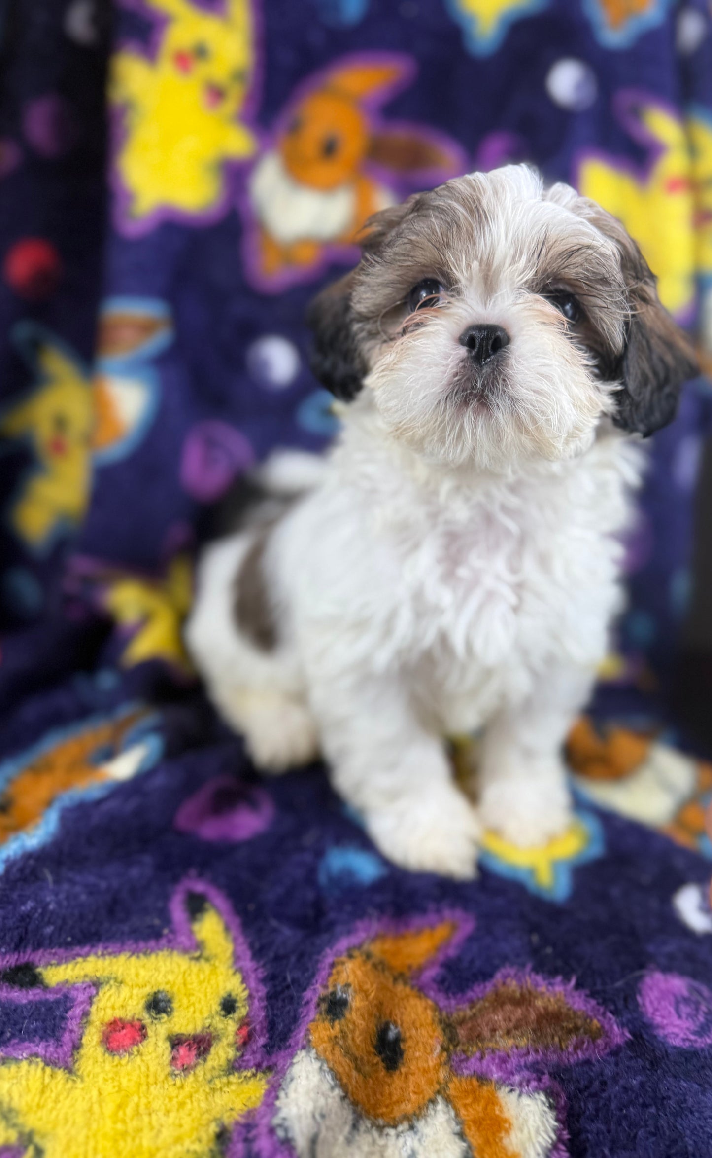 Scooter – Male Shih Tzu
