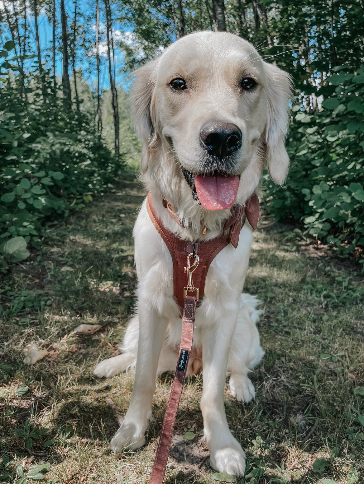 Brown Adjustable Dog Harness