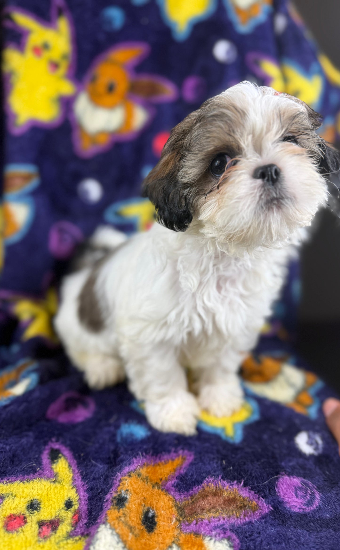 Scooter – Male Shih Tzu