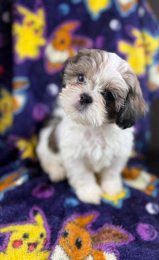 Scooter – Male Shih Tzu