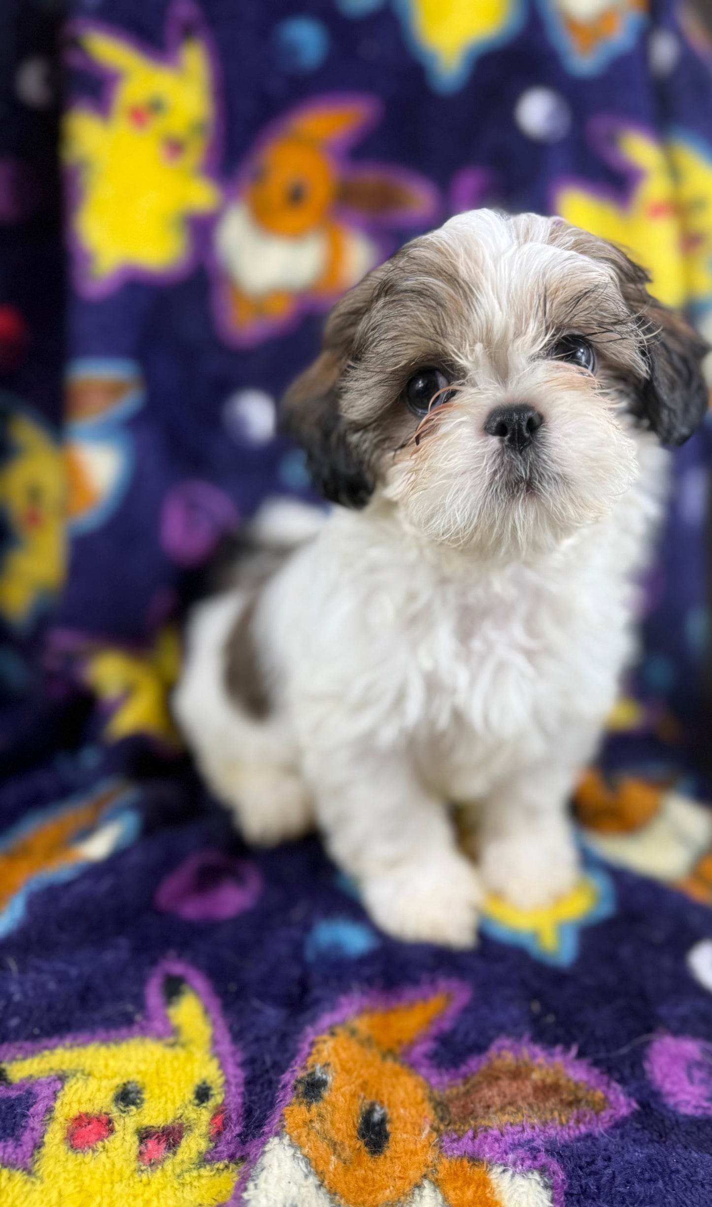 Scooter – Male Shih Tzu