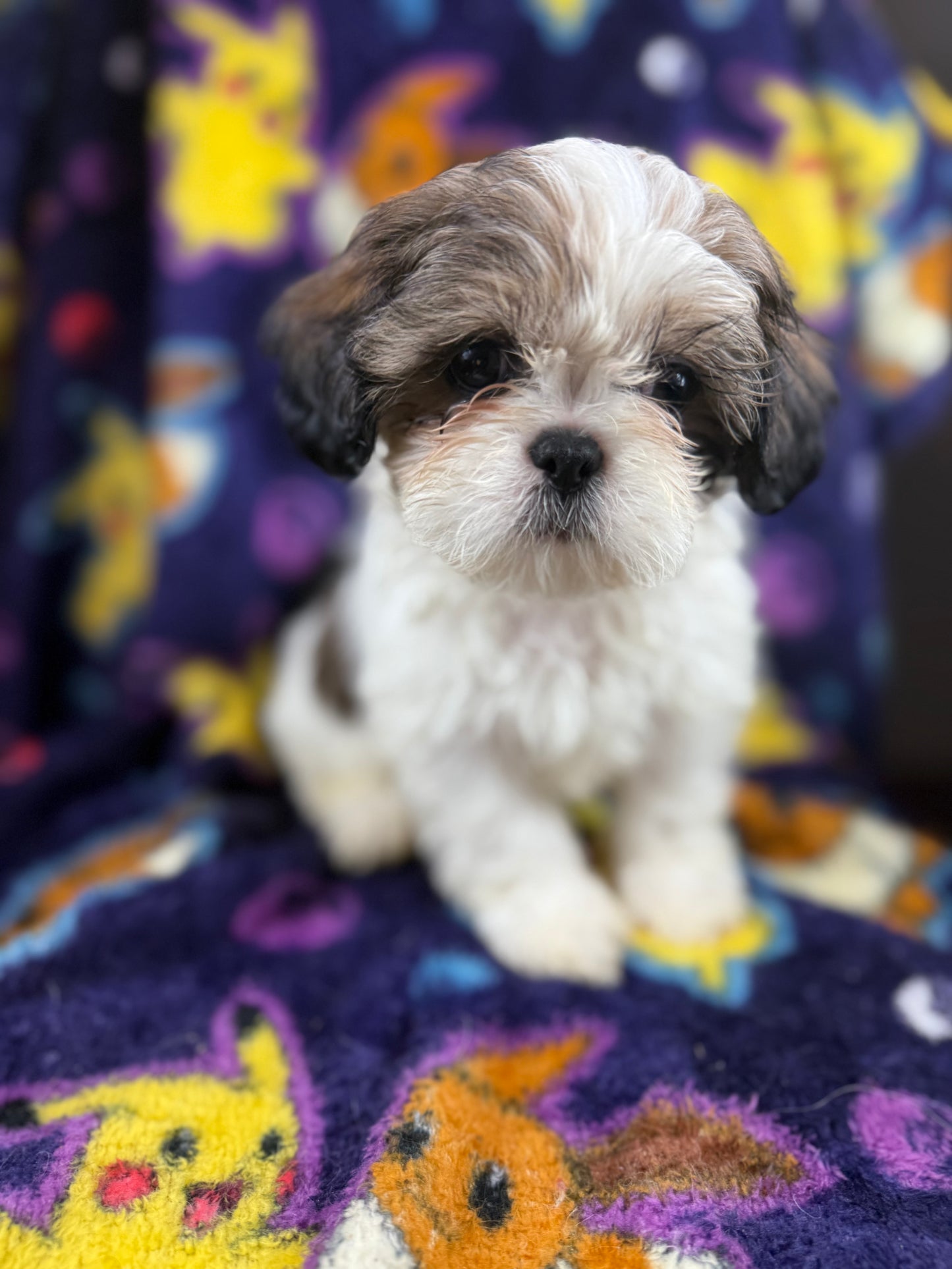 Scooter – Male Shih Tzu