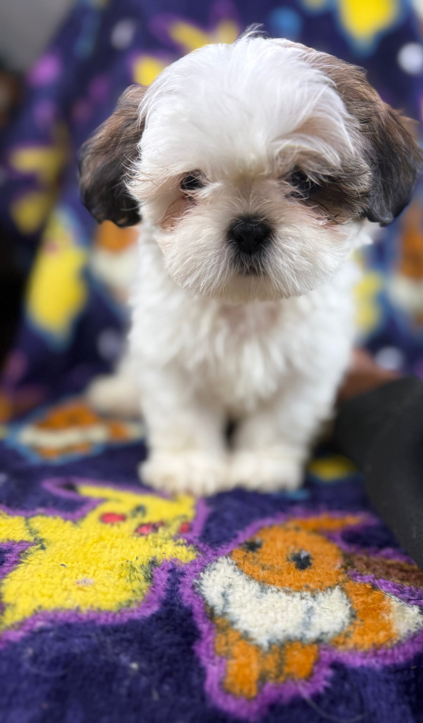 Keyu– Male Shih Tzu