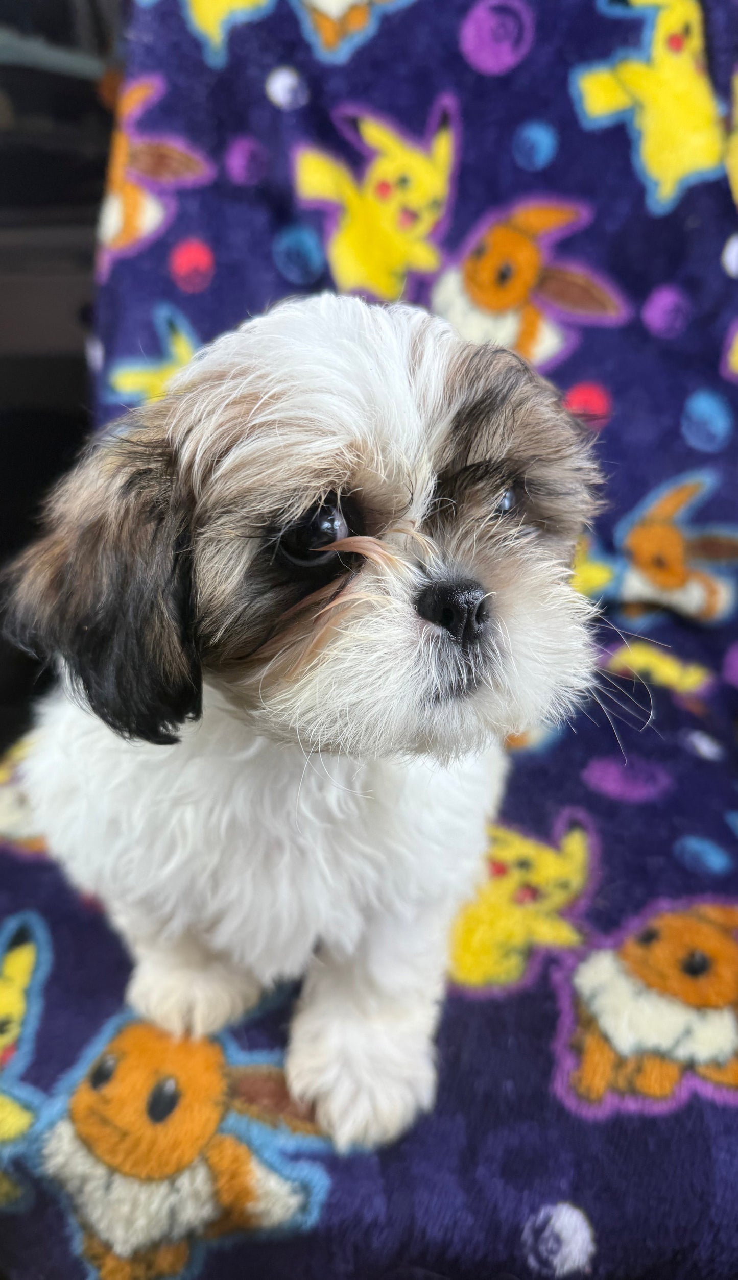 Chunks – Female Shih Tzu