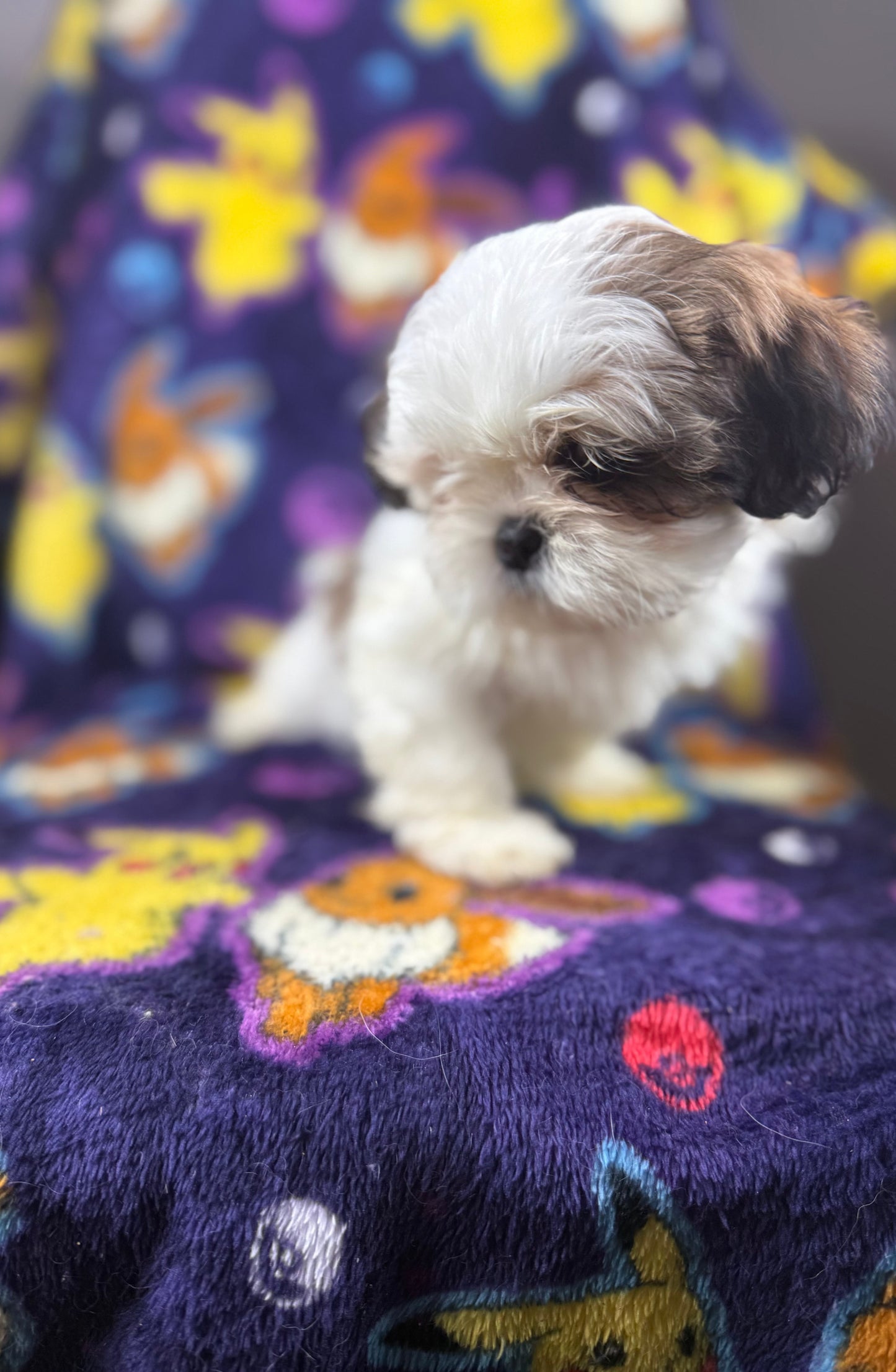 Keyu– Male Shih Tzu