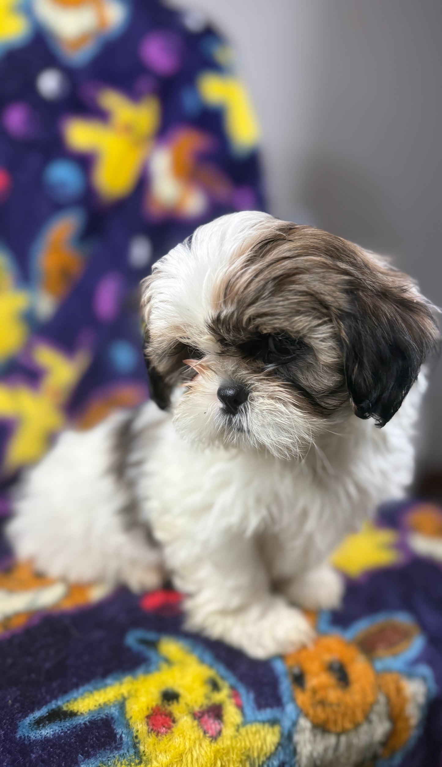 Chunks – Female Shih Tzu