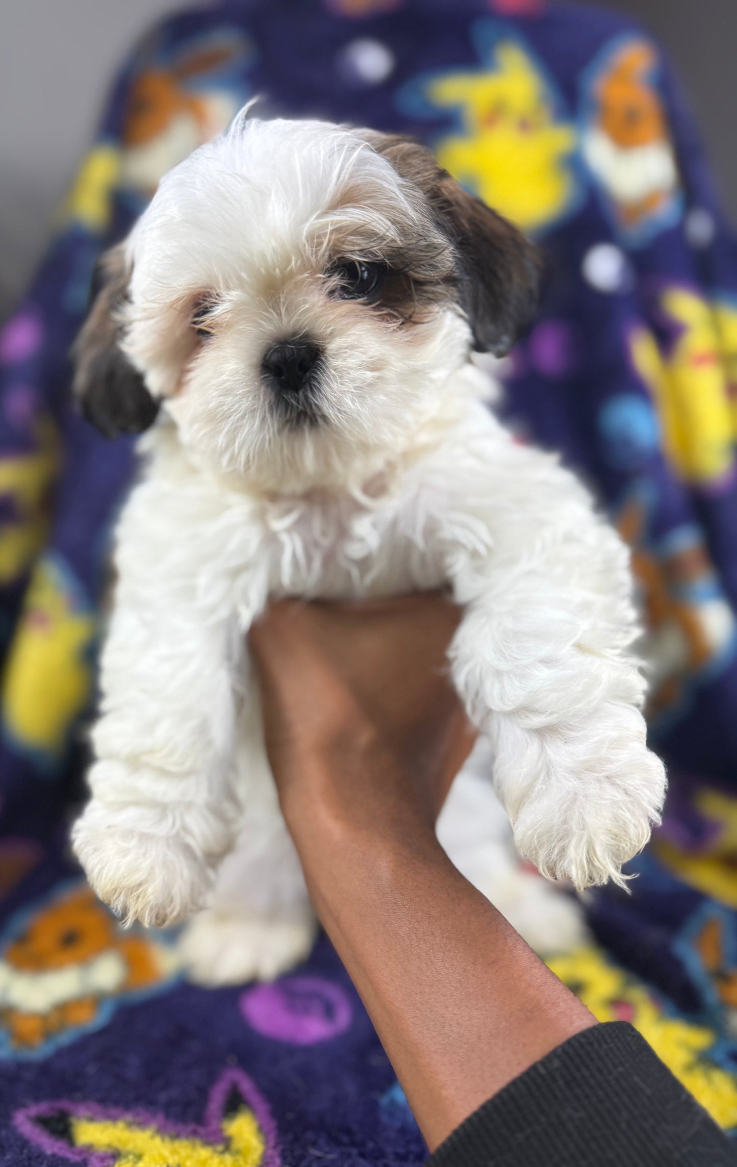 Keyu– Male Shih Tzu