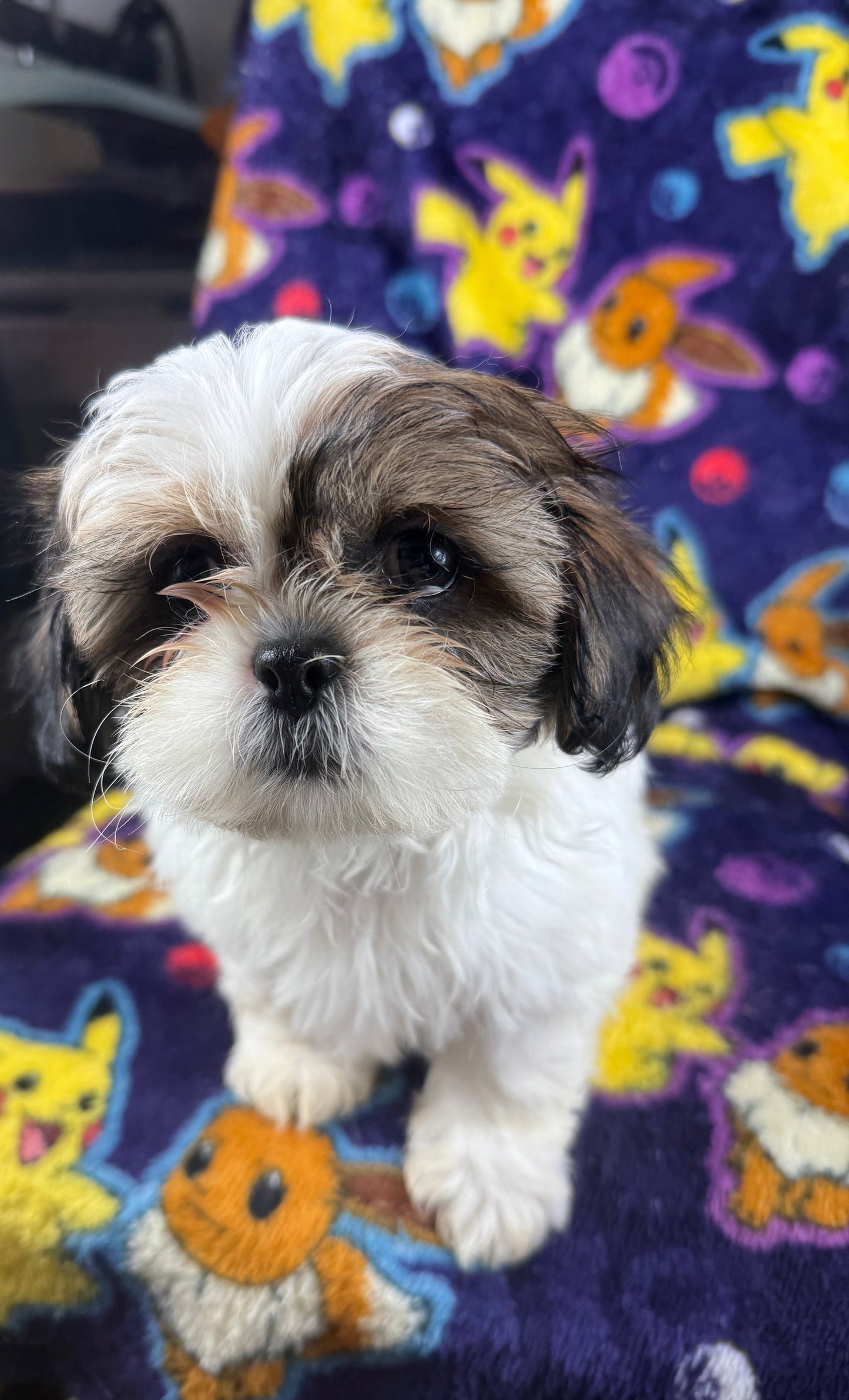 Chunks – Female Shih Tzu