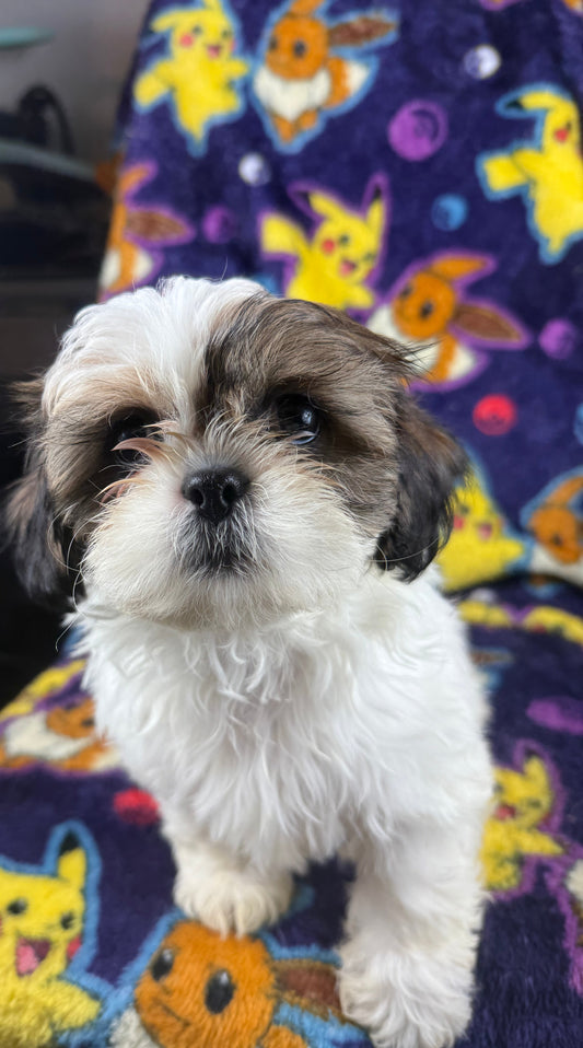 Chunks – Female Shih Tzu