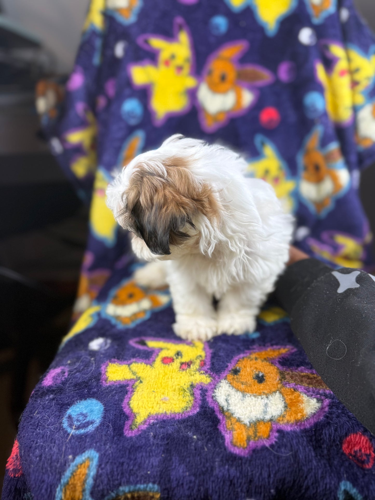 Keyu– Male Shih Tzu