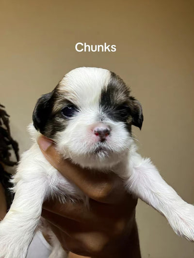 Chunks