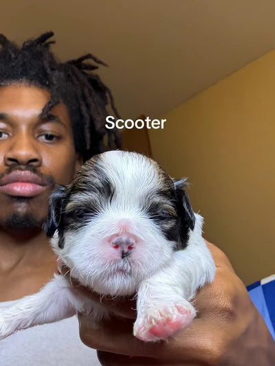 Scooter