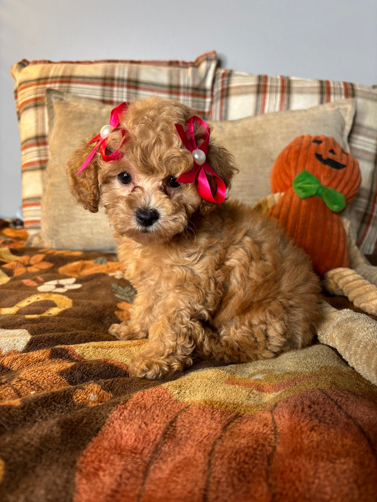 Ava - Toy Poodle