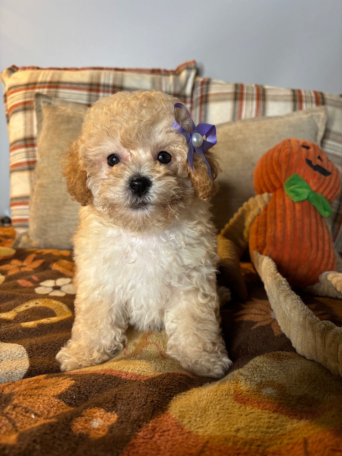 Eve - Toy Poodle