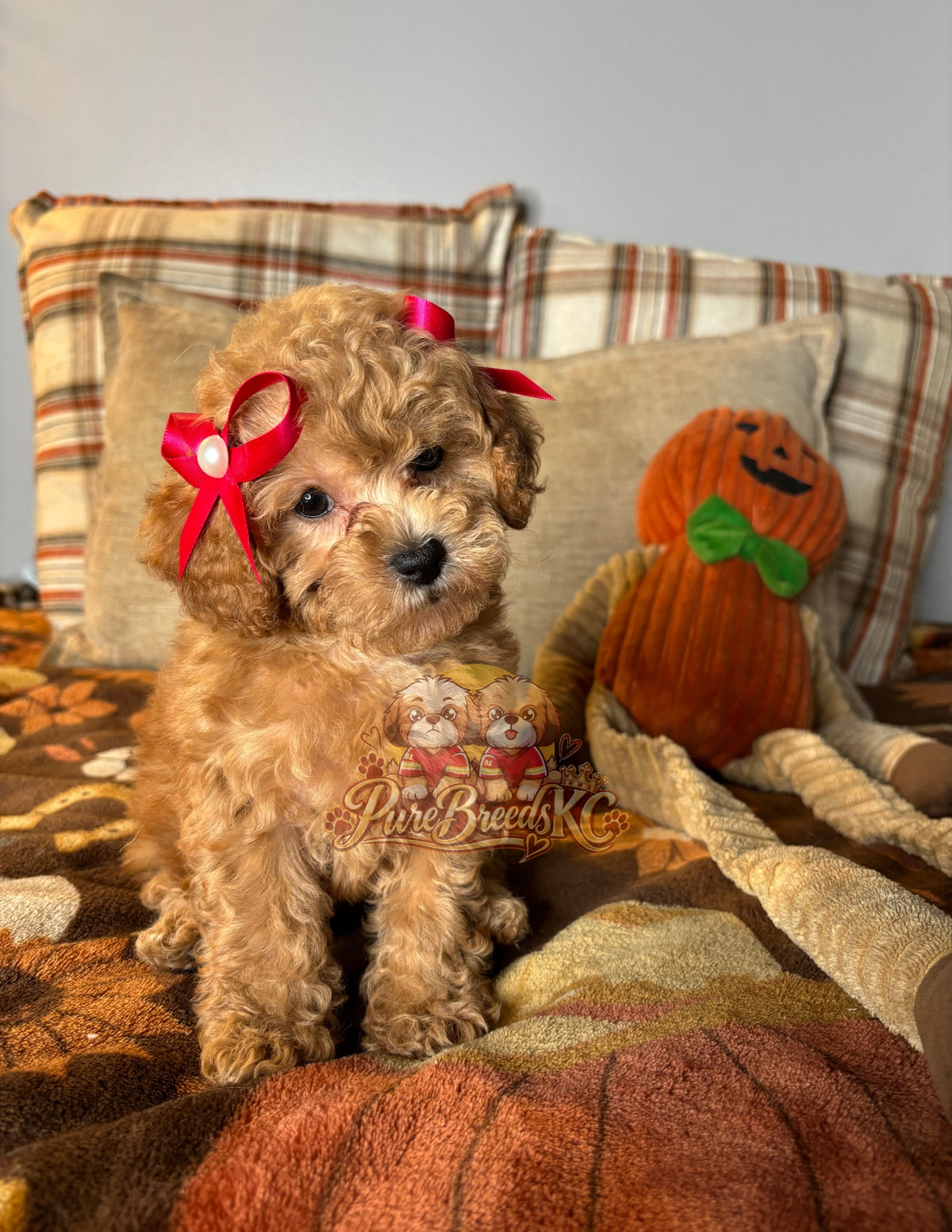 Ava - Toy Poodle