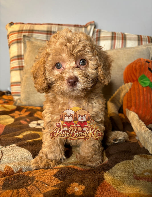 King - Toy Poodle