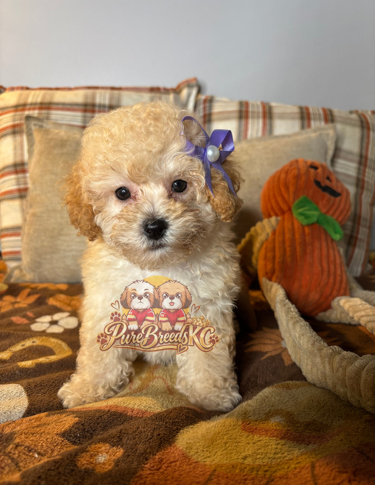 Eve - Toy Poodle